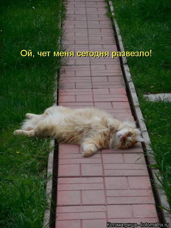 Ой, чет меня сегодня развезло!... Котоматрица: Ой, чет меня сегодня развезло!