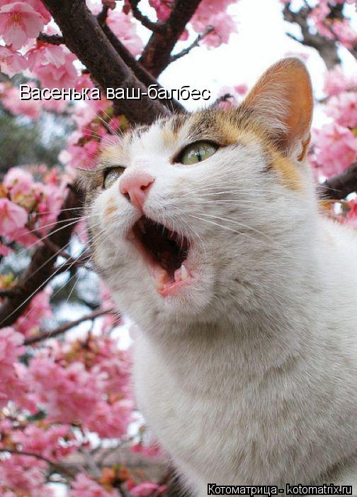 Васенька ваш-балбес... Котоматрица: Васенька ваш-балбес