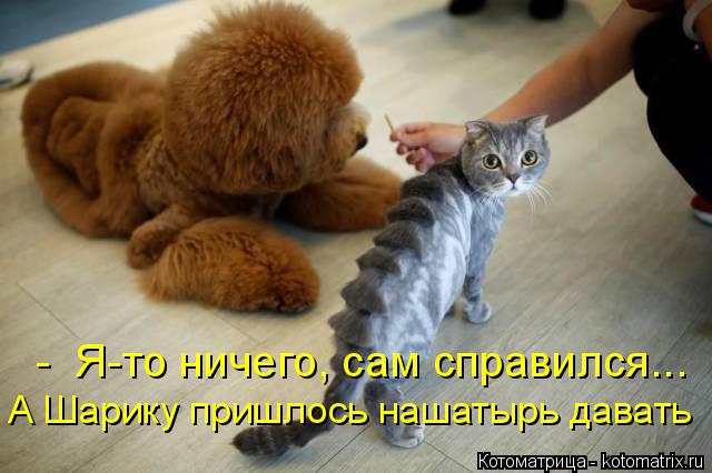 А Шарику пришлось нашатырь давать - Я-то ничего, сам справился...... Котоматрица: А Шарику пришлось нашатырь давать - Я-то ничего, сам справился...