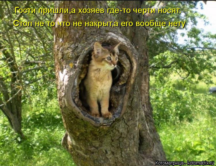Гости пришли,а хозяев где-то черти носят. Стол не то что не накрыт,а его вообще нету... Котоматрица: Гости пришли,а хозяев где-то черти носят. Стол не то что не накрыт,а его вообще нету