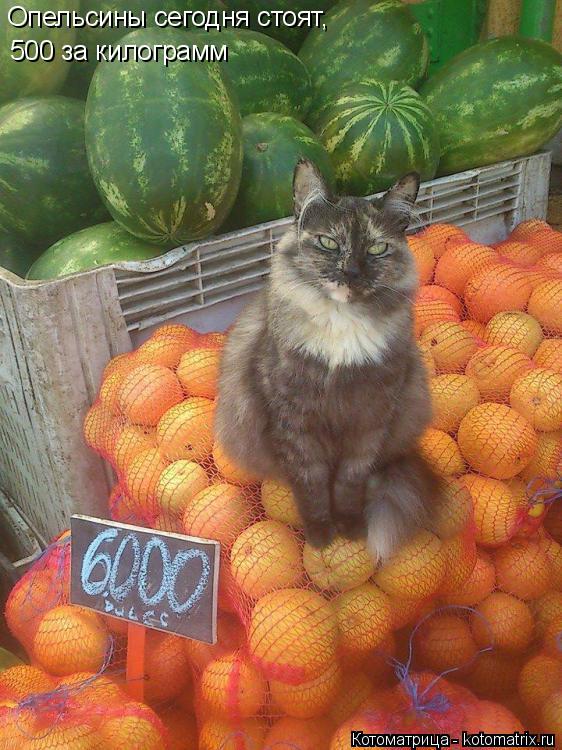 Опельсины сегодня стоят, 500 за килограмм... Котоматрица: Опельсины сегодня стоят, 500 за килограмм