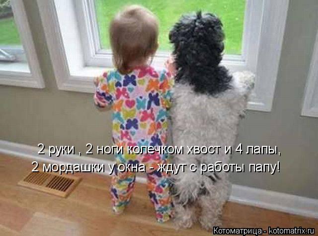 2 руки , 2 ноги колечком хвост и 4 лапы, 2 мордашки у окна - ждут с работы папу!... Котоматрица: 2 руки , 2 ноги колечком хвост и 4 лапы, 2 мордашки у окна - ждут с работы папу!