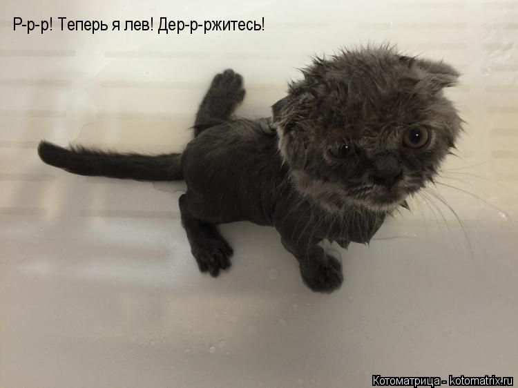 Р-р-р! Теперь я лев! Дер-р-ржитесь!... Котоматрица: Р-р-р! Теперь я лев! Дер-р-ржитесь!