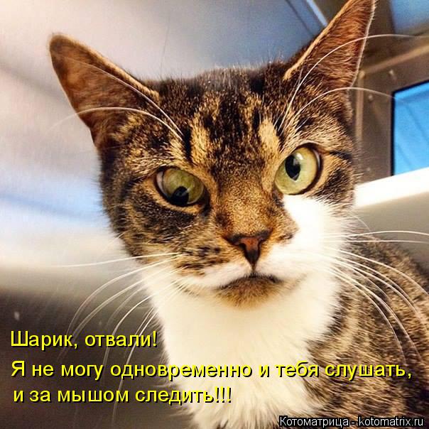 Шарик, отвали! Я не могу одновременно и тебя слушать, и за мышом следить!!!... Котоматрица: Шарик, отвали! Я не могу одновременно и тебя слушать, и за мышом следить!!!
