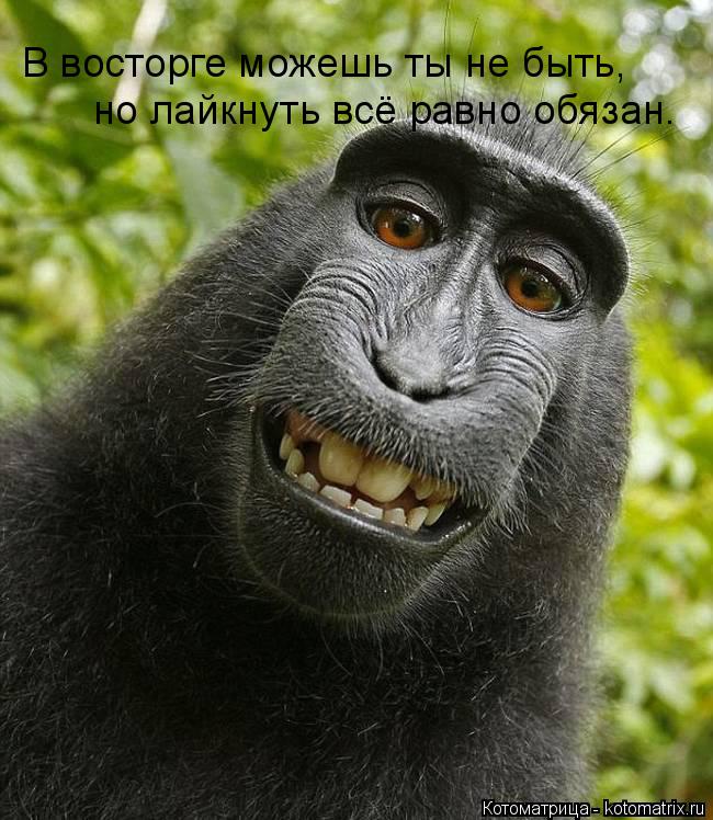 В восторге можешь ты не быть, но лайкнуть всё равно обязан.... Котоматрица: В восторге можешь ты не быть, но лайкнуть всё равно обязан.