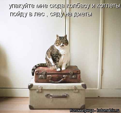 упакуйте мне сюда колбасу и котлеты, пойду в лес , сяду на диеты... Котоматрица: упакуйте мне сюда колбасу и котлеты, пойду в лес , сяду на диеты