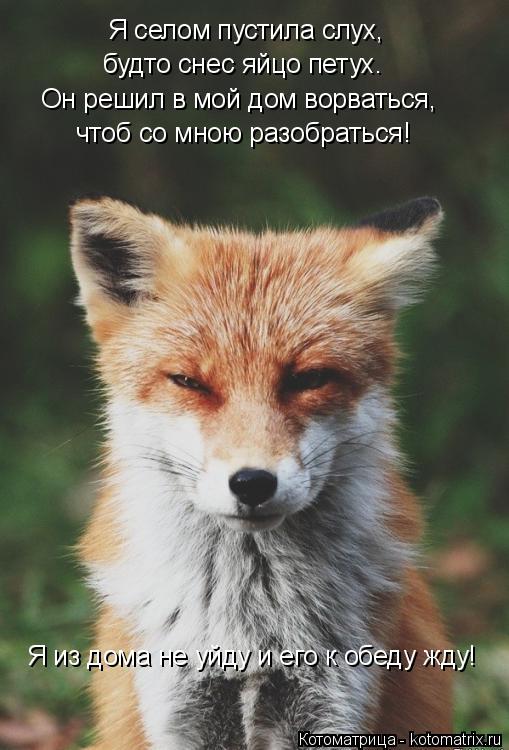 Я селом пустила слух, будто снес яйцо петух. чтоб со мною разобраться! Я из дома не уйду и его к обед... Котоматрица: Я селом пустила слух, будто снес яйцо петух. чтоб со мною разобраться! Я из дома не уйду и его к обеду жду! Он решил в мой дом ворваться,