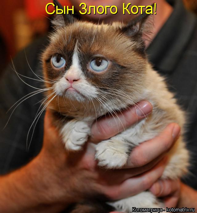 Сын Злого Кота!... Котоматрица: Сын Злого Кота!