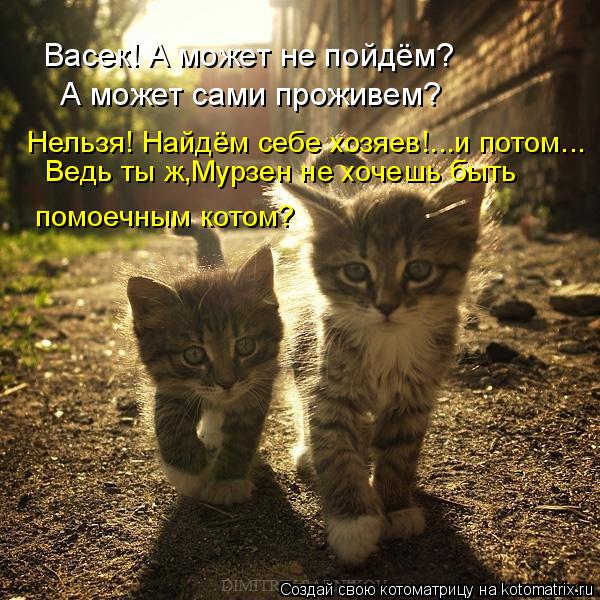 Васек! А может не пойдём? А может сами проживем? Нельзя! Найдём себе хозяев!...и потом... Ведь ты ж,М... Котоматрица: Васек! А может не пойдём? А может сами проживем? Нельзя! Найдём себе хозяев!...и потом... Ведь ты ж,Мурзен не хочешь быть помоечным котом?