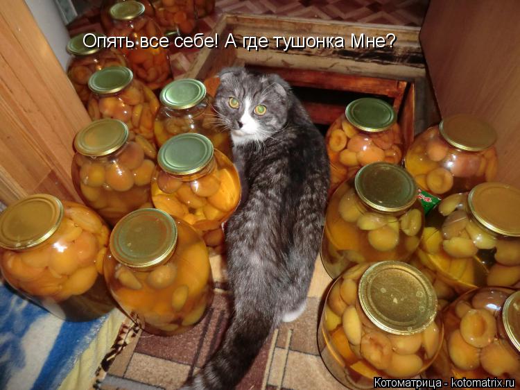 Опять все себе! А где тушонка Мне?... Котоматрица: Опять все себе! А где тушонка Мне?