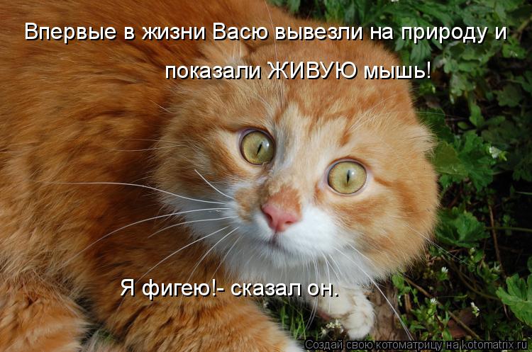 Впервые в жизни Васю вывезли на природу и показали ЖИВУЮ мышь! Я фигею!- сказал он.... Котоматрица: Впервые в жизни Васю вывезли на природу и показали ЖИВУЮ мышь! Я фигею!- сказал он.