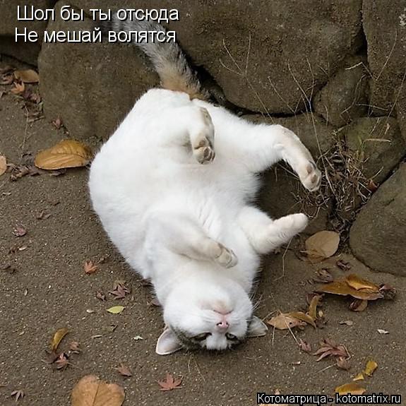 Шол бы ты отсюда Не мешай волятся Не мешай волятся... Котоматрица: Шол бы ты отсюда Не мешай волятся Не мешай волятся