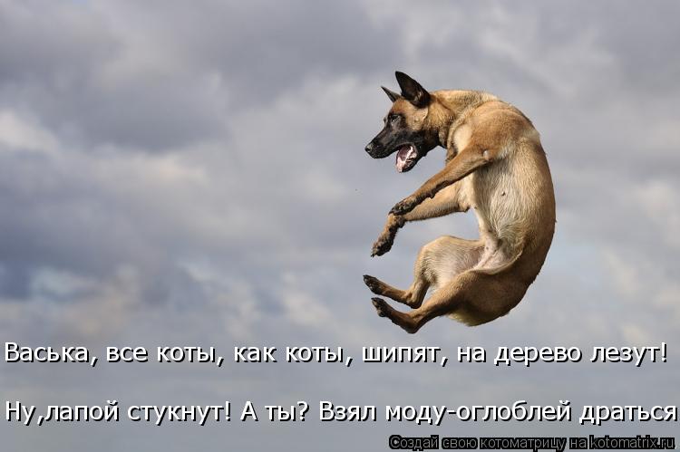 Васька, все коты, как коты, шипят, на дерево лезут! Ну,лапой стукнут! А ты? Взял моду-оглоблей дратьс... Котоматрица: Васька, все коты, как коты, шипят, на дерево лезут! Ну,лапой стукнут! А ты? Взял моду-оглоблей драться!