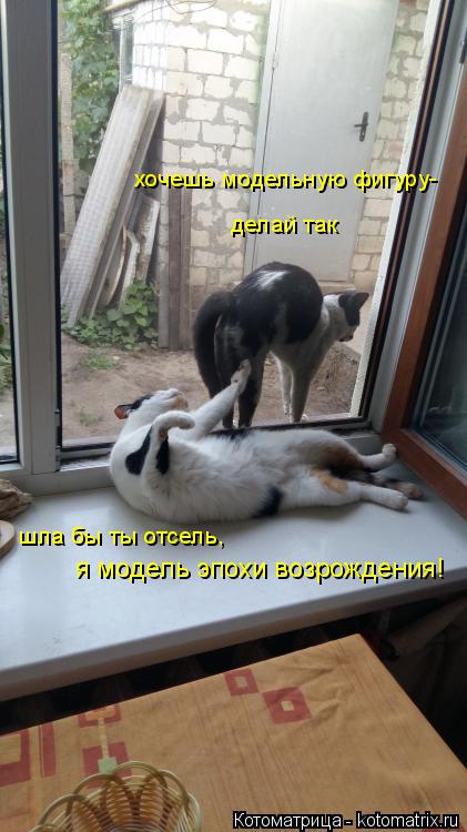 хочешь модельную фигуру- делай так шла бы ты отсель, я модель эпохи возрождения!... Котоматрица: хочешь модельную фигуру- делай так шла бы ты отсель, я модель эпохи возрождения!