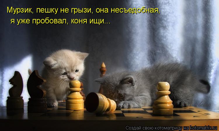 Мурзик, пешку не грызи, она несъедобная, я уже пробовал, коня ищи...... Котоматрица: Мурзик, пешку не грызи, она несъедобная, я уже пробовал, коня ищи...