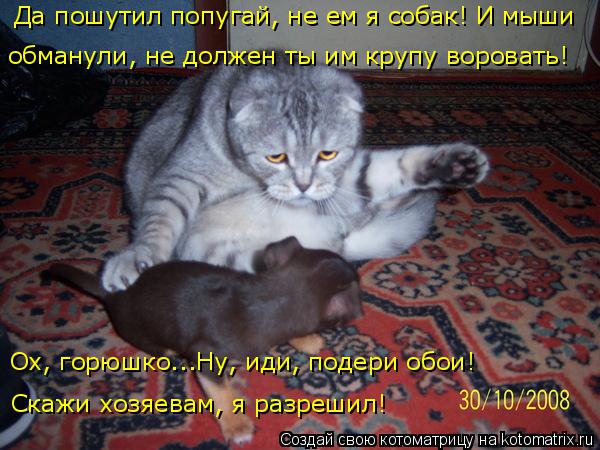 Котоматрица: Да пошутил попугай, не ем я собак! И мыши  обманули, не должен ты им крупу воровать! Ох, горюшко...Ну, иди, подери обои!  Скажи хозяевам, я разреш