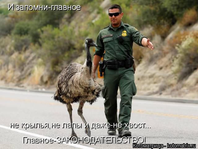 И запомни-главное не крылья,не лапы и даже-не хвост... Главное-ЗАКОНОДАТЕЛЬСТВО!... Котоматрица: И запомни-главное не крылья,не лапы и даже-не хвост... Главное-ЗАКОНОДАТЕЛЬСТВО!