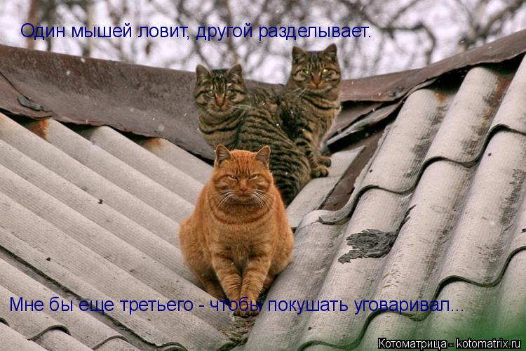 Один мышей ловит, другой разделывает. Мне бы еще третьего - чтобы покушать уговаривал...... Котоматрица: Один мышей ловит, другой разделывает. Мне бы еще третьего - чтобы покушать уговаривал...