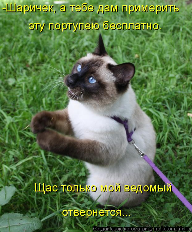 -Шаричек, а тебе дам примерить эту портупею бесплатно. Щас только мой ведомый отвернется...... Котоматрица: -Шаричек, а тебе дам примерить эту портупею бесплатно. Щас только мой ведомый отвернется...