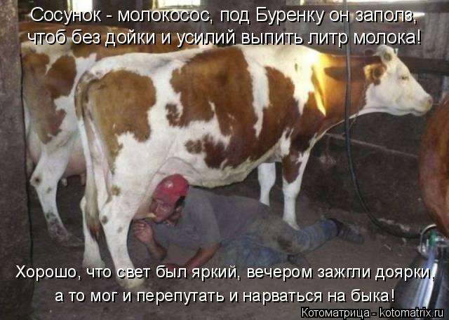 чтоб без дойки и усилий выпить литр молока! Сосунок - молокосос, под Буренку он заполз, Хорошо, что с... Котоматрица: чтоб без дойки и усилий выпить литр молока! Сосунок - молокосос, под Буренку он заполз, Хорошо, что свет был яркий, вечером зажгли доярки, а то