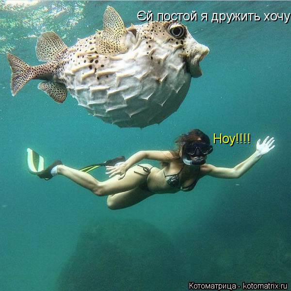 Єй постой я дружить хочу Hoy!!!!... Котоматрица: Єй постой я дружить хочу Hoy!!!!