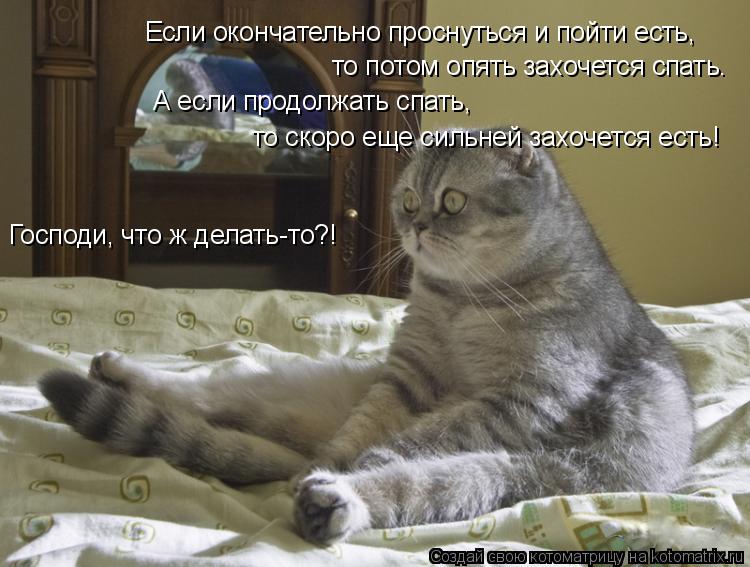 Если окончательно проснуться и пойти есть, то потом опять захочется спать. А если продолжать спать, ... Котоматрица: Если окончательно проснуться и пойти есть, то потом опять захочется спать. А если продолжать спать, Господи, что ж делать-то?! то скоро еще с