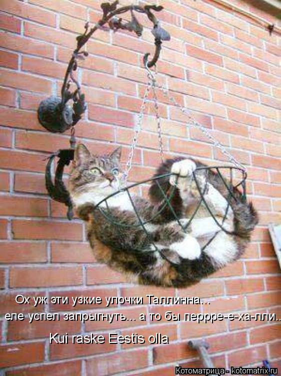 Ох уж эти узкие улочки Таллинна... еле успел запрыгнуть... а то бы перрре-е-ха-лли.. Kui raske Eestis... Котоматрица: Ох уж эти узкие улочки Таллинна... еле успел запрыгнуть... а то бы перрре-е-ха-лли.. Kui raske Eestis olla