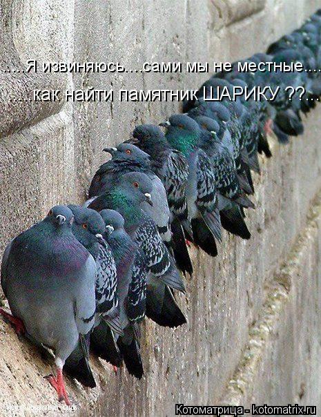 .....как найти памятник ШАРИКУ ??... .....Я извиняюсь....сами мы не местные....... Котоматрица: .....как найти памятник ШАРИКУ ??... .....Я извиняюсь....сами мы не местные....