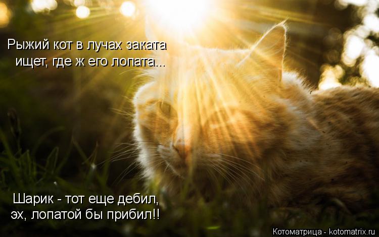 Рыжий кот в лучах заката ищет, где ж его лопата... Шарик - тот еще дебил, эх, лопатой бы прибил!!... Котоматрица: Рыжий кот в лучах заката ищет, где ж его лопата... Шарик - тот еще дебил, эх, лопатой бы прибил!!
