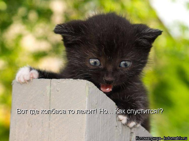 Вот где колбаса то лежит! Но... Как спустится!?... Котоматрица: Вот где колбаса то лежит! Но... Как спустится!?