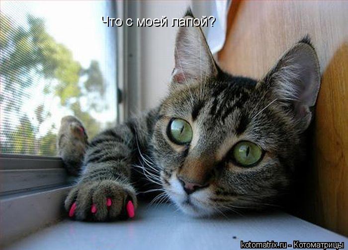 Что с моей лапой?... Котоматрица: Что с моей лапой?