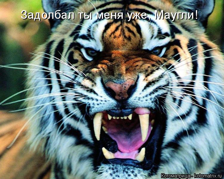 Задолбал ты меня уже, Маугли!... Котоматрица: Задолбал ты меня уже, Маугли!
