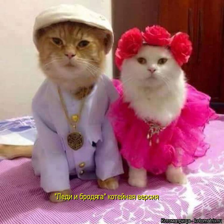 "Леди и бродяга" котейная версия... Котоматрица: "Леди и бродяга" котейная версия