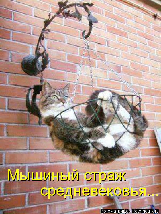 Мышиный страж средневековья...... Котоматрица: Мышиный страж средневековья...