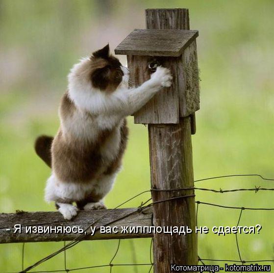 - Я извиняюсь, у вас жилплощадь не сдается?... Котоматрица: - Я извиняюсь, у вас жилплощадь не сдается?