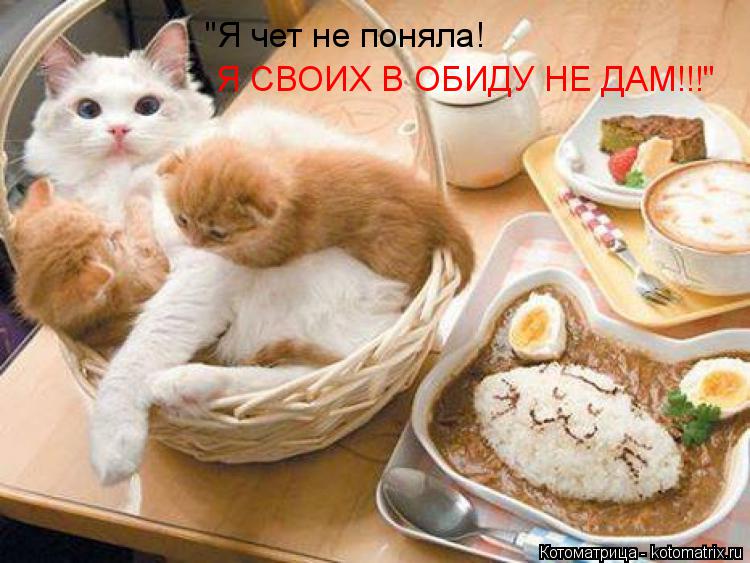 "Я чет не поняла! Я СВОИХ В ОБИДУ НЕ ДАМ!!!"... Котоматрица: "Я чет не поняла! Я СВОИХ В ОБИДУ НЕ ДАМ!!!"