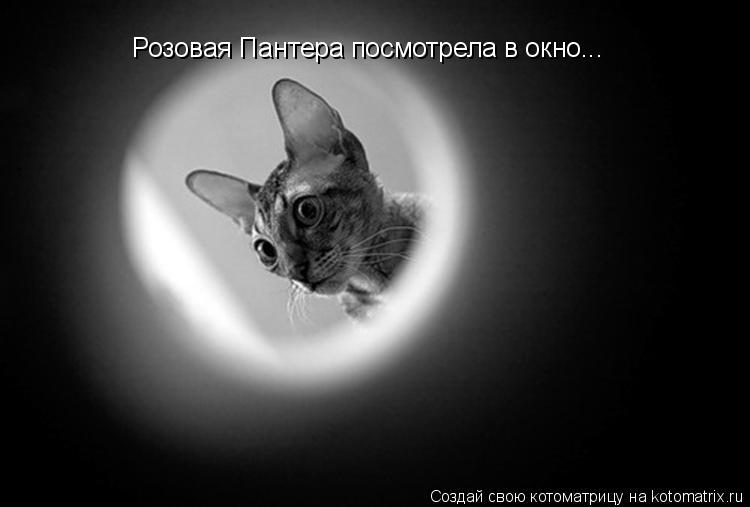 Розовая Пантера посмотрела в окно...... Котоматрица: Розовая Пантера посмотрела в окно...