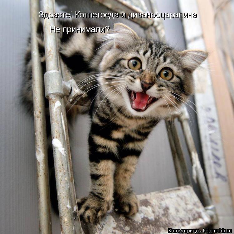 Здрасте! Котлетоеда и диванооцарапина Не принимали?... Котоматрица: Здрасте! Котлетоеда и диванооцарапина Не принимали?