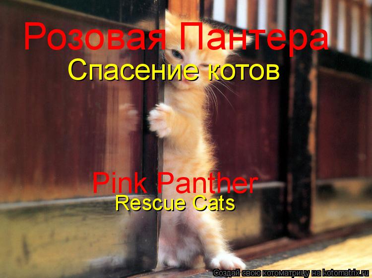 Розовая Пантера Спасение котов Pink Panther Rescue Cats... Котоматрица: Розовая Пантера Спасение котов Pink Panther Rescue Cats