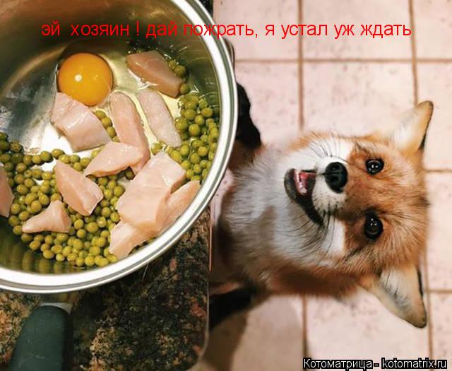 эй хозяин ! дай пожрать, я устал уж ждать эй хозяин ! дай пожрать, я устал уж ждать... Котоматрица: эй хозяин ! дай пожрать, я устал уж ждать эй хозяин ! дай пожрать, я устал уж ждать