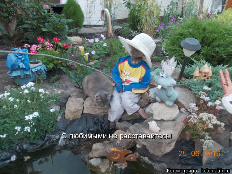 С любимыми не расставайтесь!... Котоматрица: С любимыми не расставайтесь!