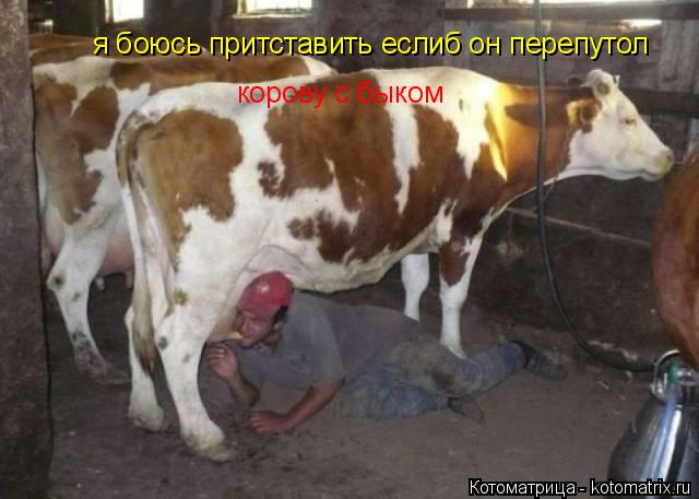 я боюсь притставить еслиб он перепутол корову с быком... Котоматрица: я боюсь притставить еслиб он перепутол корову с быком