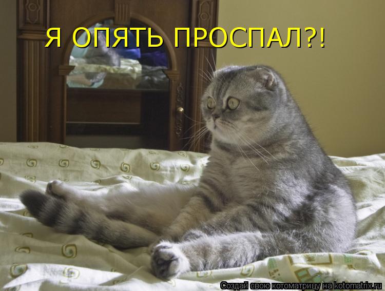 Я ОПЯТЬ ПРОСПАЛ?!... Котоматрица: Я ОПЯТЬ ПРОСПАЛ?!