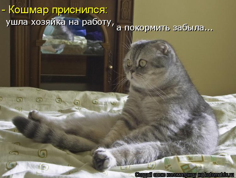 ушла хозяйка на работу, а покормить забыла... - Кошмар приснился:... Котоматрица: ушла хозяйка на работу, а покормить забыла... - Кошмар приснился: