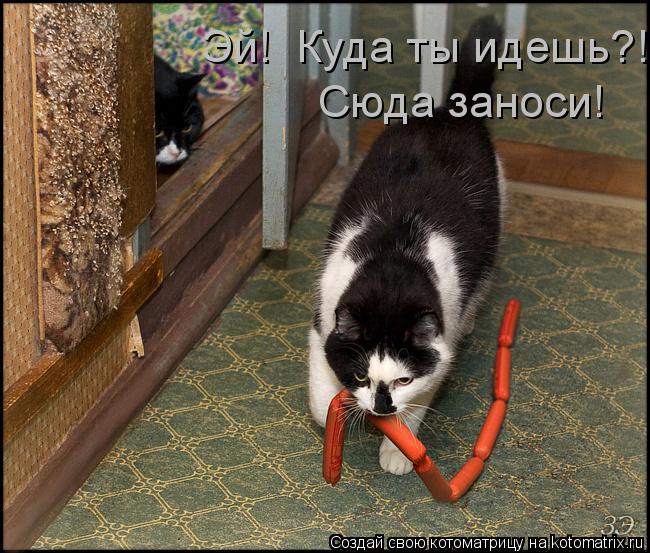 Эй! Куда ты идешь?! Сюда заноси!... Котоматрица: Эй! Куда ты идешь?! Сюда заноси!