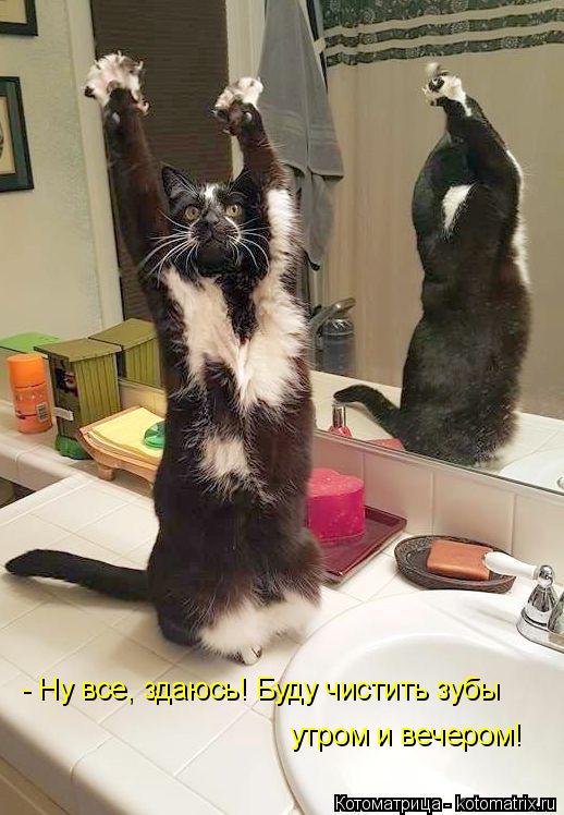 - Ну все, здаюсь! Буду чистить зубы утром и вечером!... Котоматрица: - Ну все, здаюсь! Буду чистить зубы утром и вечером!