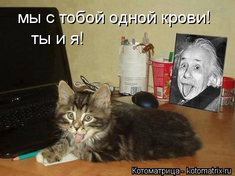 мы с тобой одной крови! ты и я!... Котоматрица: мы с тобой одной крови! ты и я!
