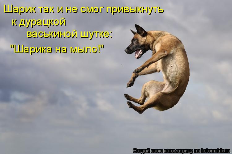 Шарик так и не смог привыкнуть к дурацкой васькиной шутке: "Шарика на мыло!"... Котоматрица: Шарик так и не смог привыкнуть к дурацкой васькиной шутке: "Шарика на мыло!"