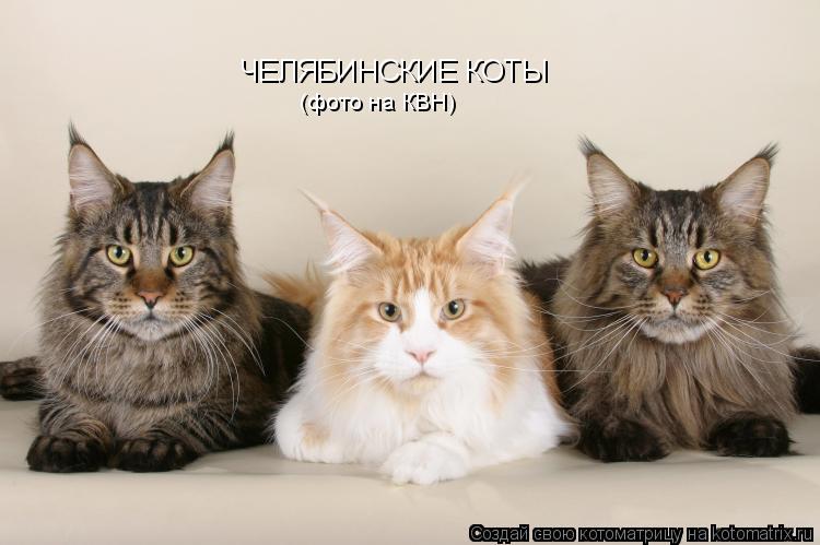 ЧЕЛЯБИНСКИЕ КОТЫ (фото на КВН)... Котоматрица: ЧЕЛЯБИНСКИЕ КОТЫ (фото на КВН)