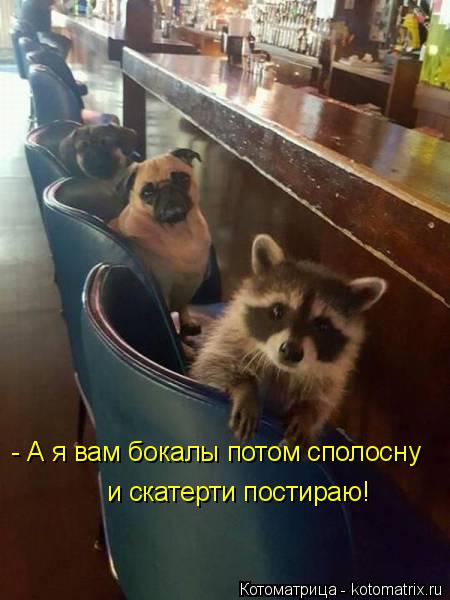 - А я вам бокалы потом сполосну и скатерти постираю!... Котоматрица: - А я вам бокалы потом сполосну и скатерти постираю!